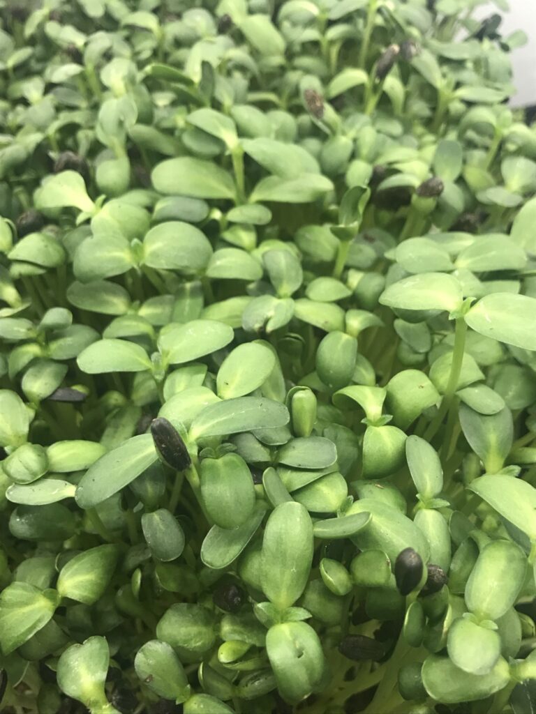 microgreen